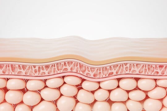 a cross section of a skin layer